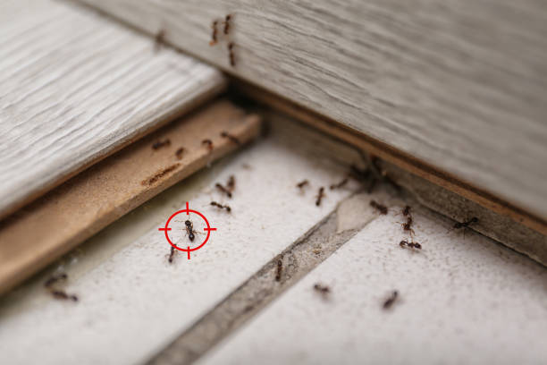 Best Best Pest Control Companies  in Woodstock, AL